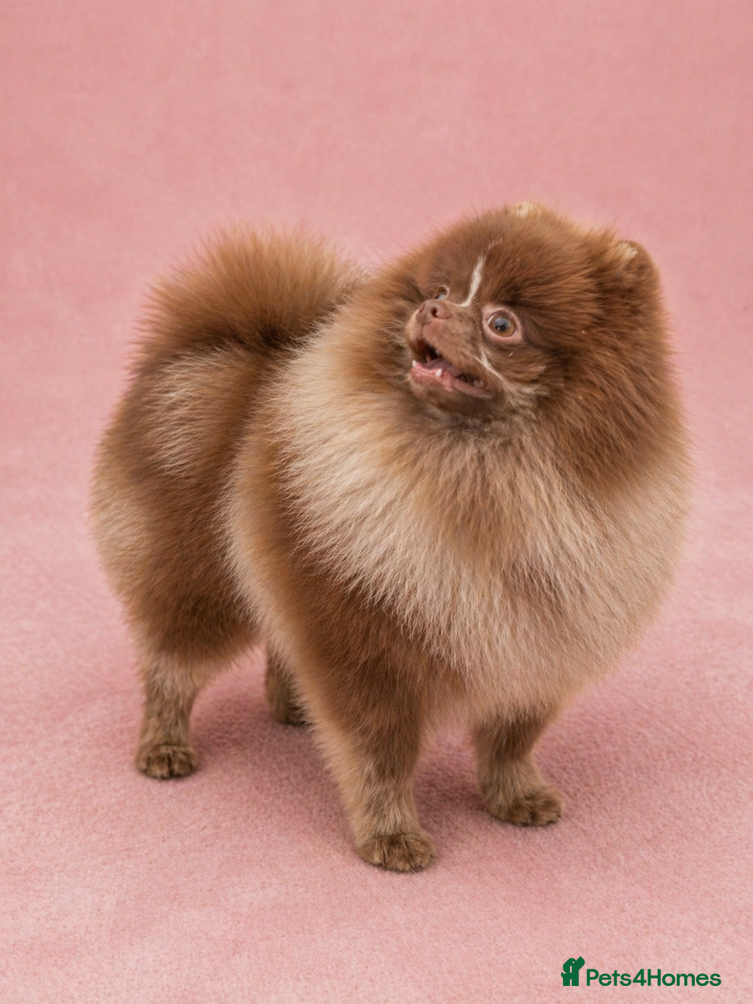 Pomeranian dogs 💚 RUSSIAN CHOC MERLE 🧸BEAR POM CARRY LILAC/TAN💚 - Advert 2