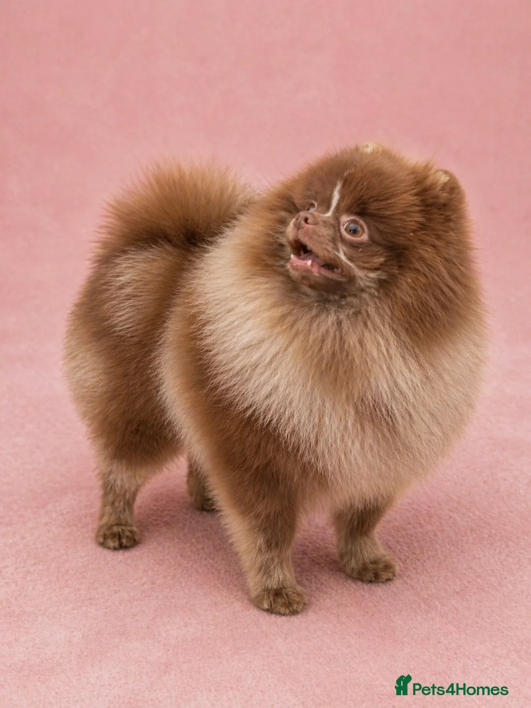 Pomeranian dogs for stud: 💚 RUSSIAN CHOC MERLE 🧸BEAR POM CARRY LILAC/TAN💚 - Advert 1