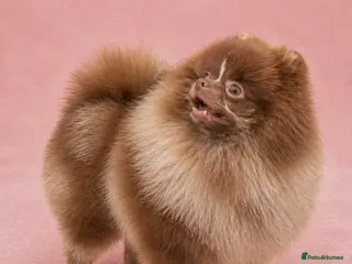 Pomeranian dogs 💚 RUSSIAN CHOC MERLE 🧸BEAR POM CARRY LILAC/TAN💚 - Advert 2