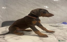 Dobermann dogs for sale: READY TO LEAVE NOW 12 stunning Doberman puppies - Image 5