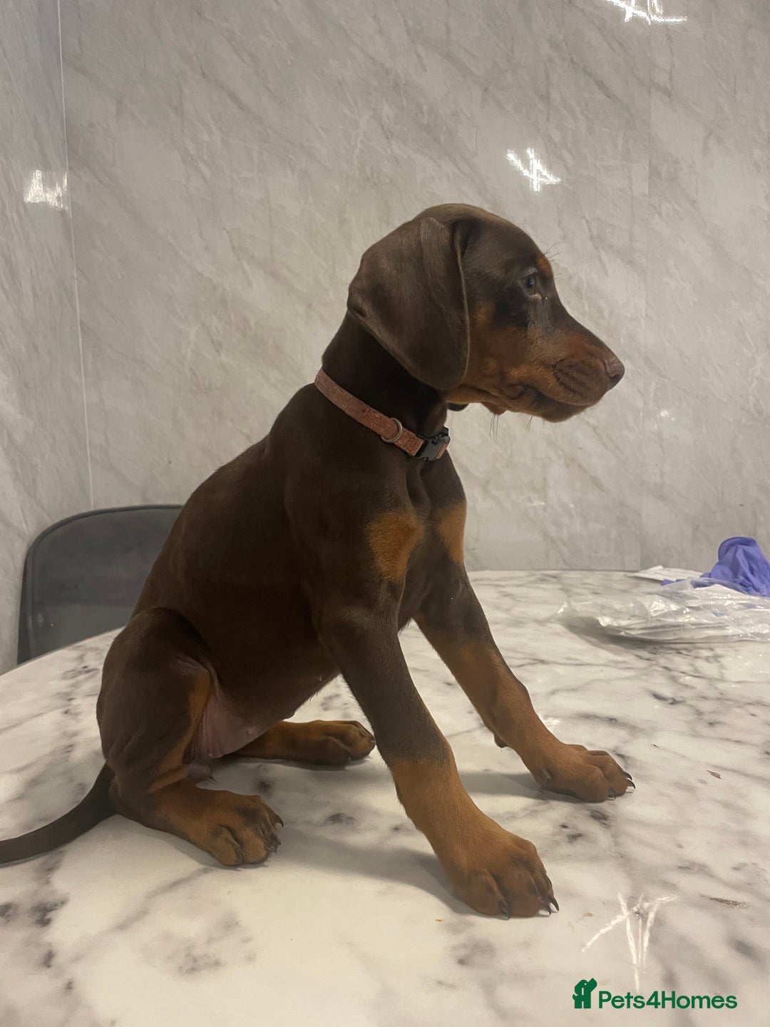 Dobermann dogs for sale: READY TO LEAVE NOW 12 stunning Doberman puppies - Image 5