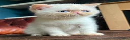 Exotic cats for sale: Last Remaining Colourpoint Exotic Boy - Advert 5