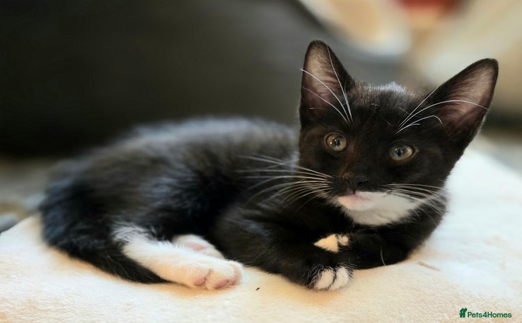 Mixed Breed cats - Advert 9