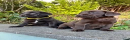 Labrador Retriever dogs for sale: 2 girls available Extenively health Tested READY - Advert 16
