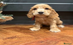 Cocker Spaniel dogs for sale: Gorgeous KC Show Cocker Spaniel Puppies - Advert 10