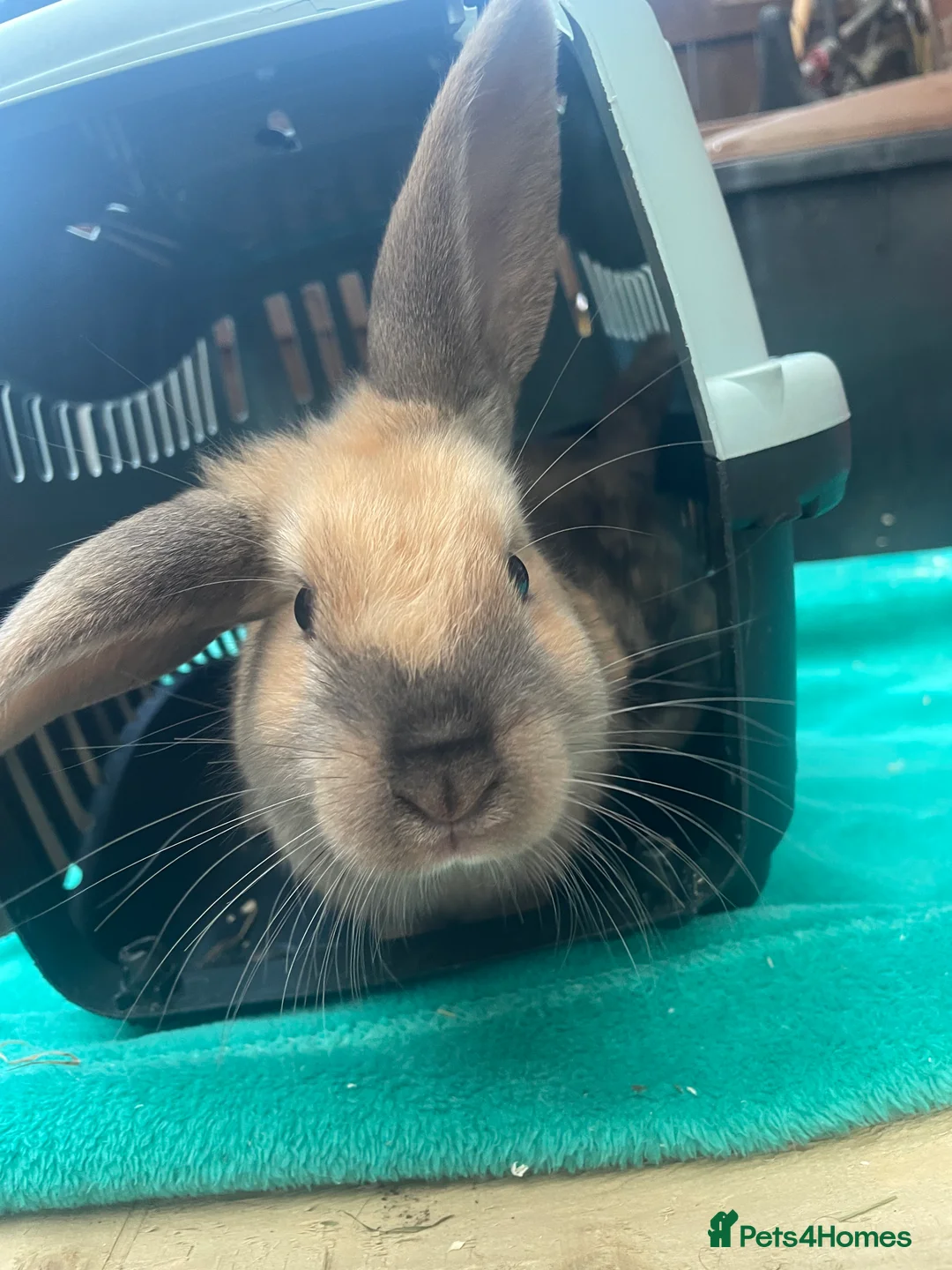 French Lop rabbits for sale: 2 indoor French lop boys to be homed separately  - Advert 10