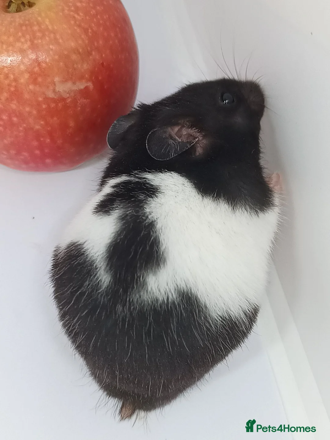 Hamster rodents for sale: ❤❤❤  BABY SYRIAN HAMSTERS ❤❤❤ in Bristol - Advert 14