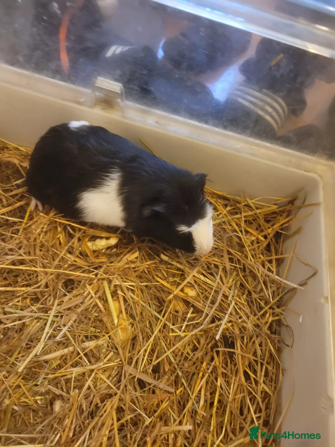 Mixed Breed livestock for sale: American guinea pigs for sale - Advert 5