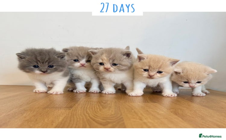 British Shorthair cats - Advert 8
