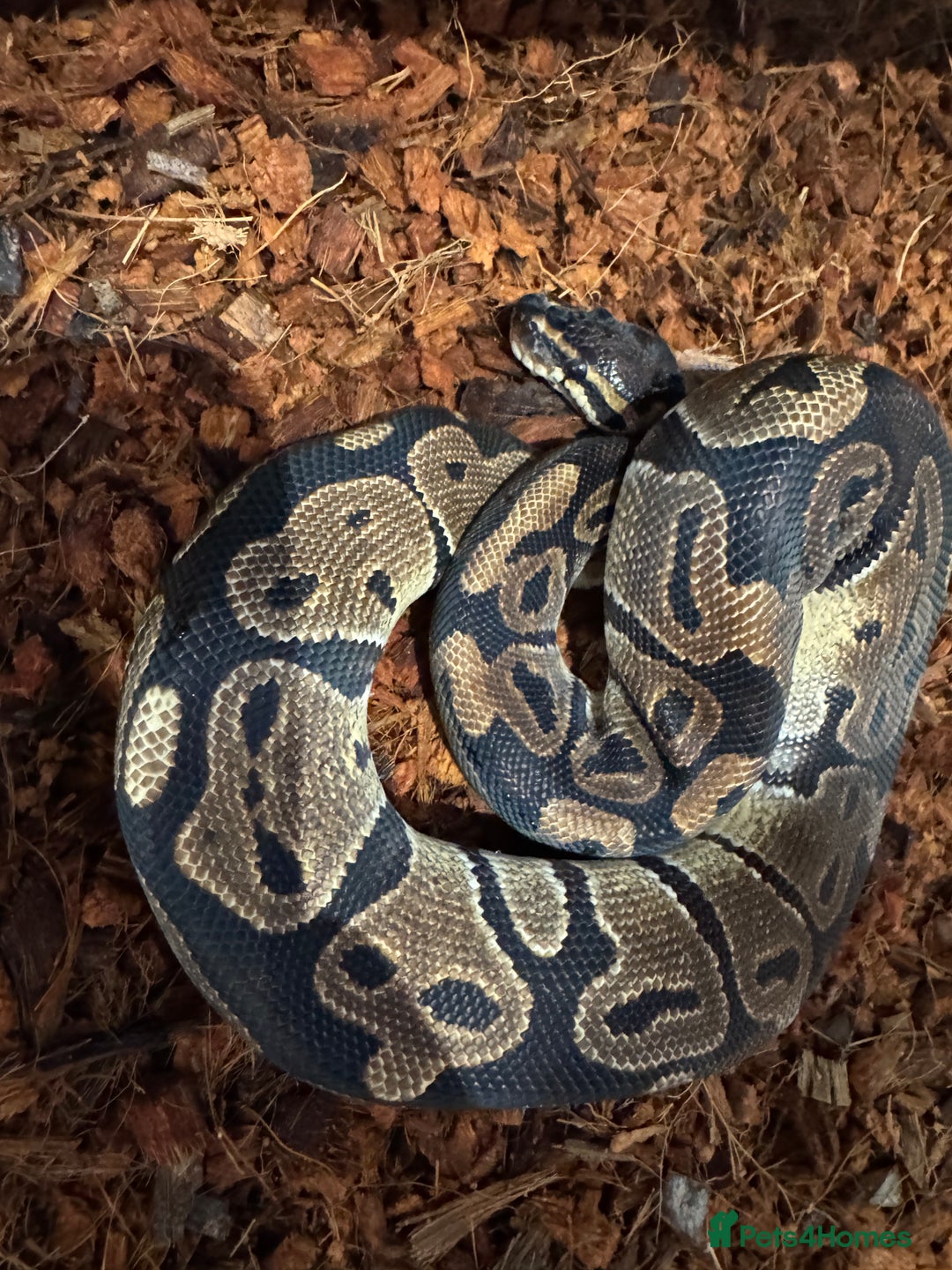 Python Snake reptiles for sale: Various Royal/ Ball pythons - Image 5
