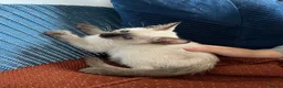 Siamese cats for sale: Siamese girls ready soon - Advert 3