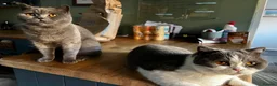 British Shorthair cats for sale: Stunning neutered blue boy  - Advert 2