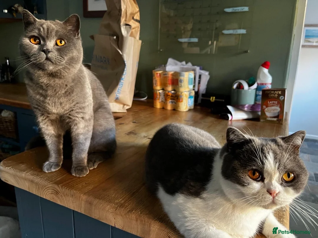 British Shorthair cats for sale: Stunning neutered blue boy  - Advert 2