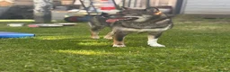 Japanese Shiba Inu dogs for sale: Japanese Shiba Inu  in Edinburgh - Advert 5