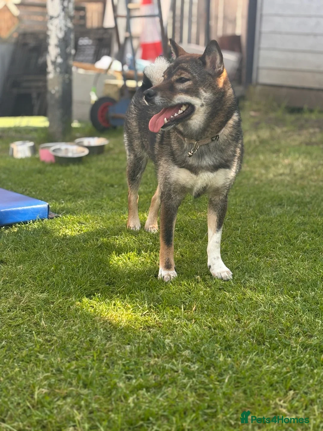 Japanese Shiba Inu dogs for sale: Japanese Shiba Inu  in Edinburgh - Advert 5