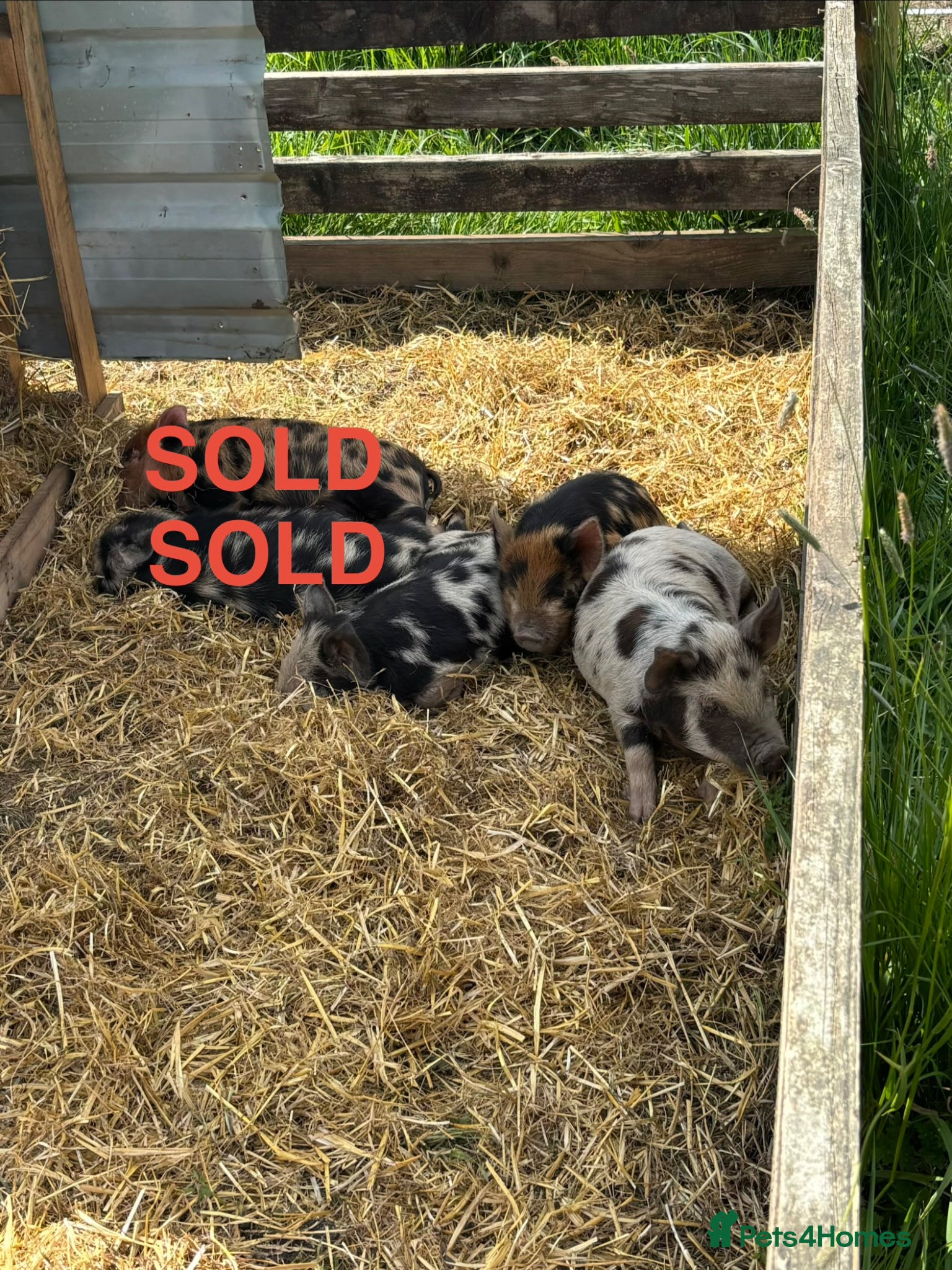 Pig livestock Kune Kune piglets for sale - Advert 1