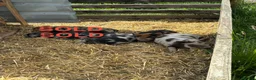 Pig livestock for sale: Kune Kune piglets for sale in Northwich - Advert 1
