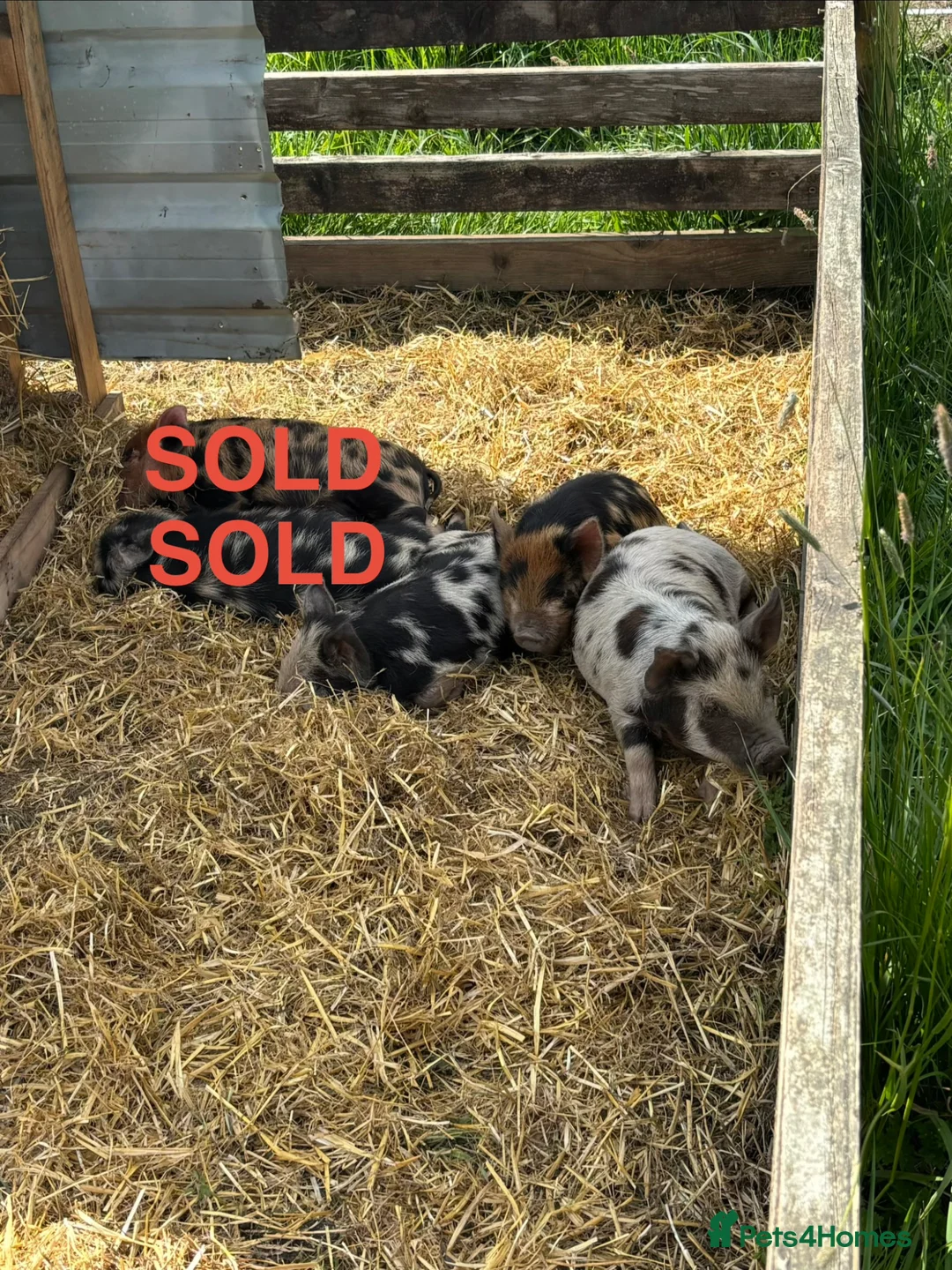 Pig livestock for sale: Kune Kune piglets for sale in Northwich - Advert 1