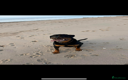 Rottweiler dogs for sale: Kc reg 22 month old Rottweiler male - Image 1