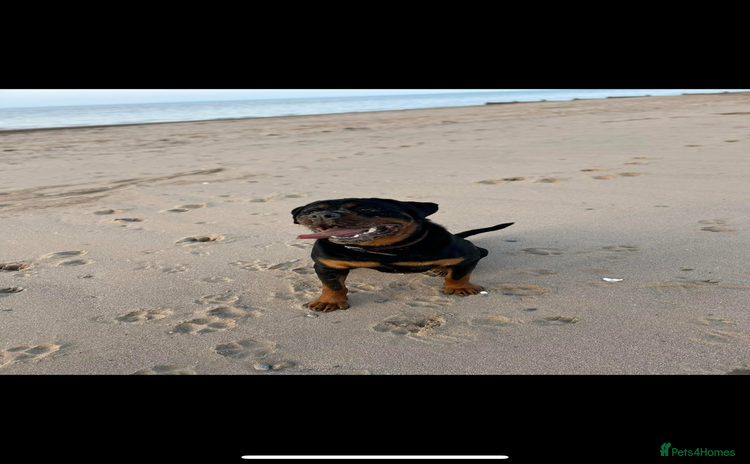 Rottweiler dogs - Advert 2