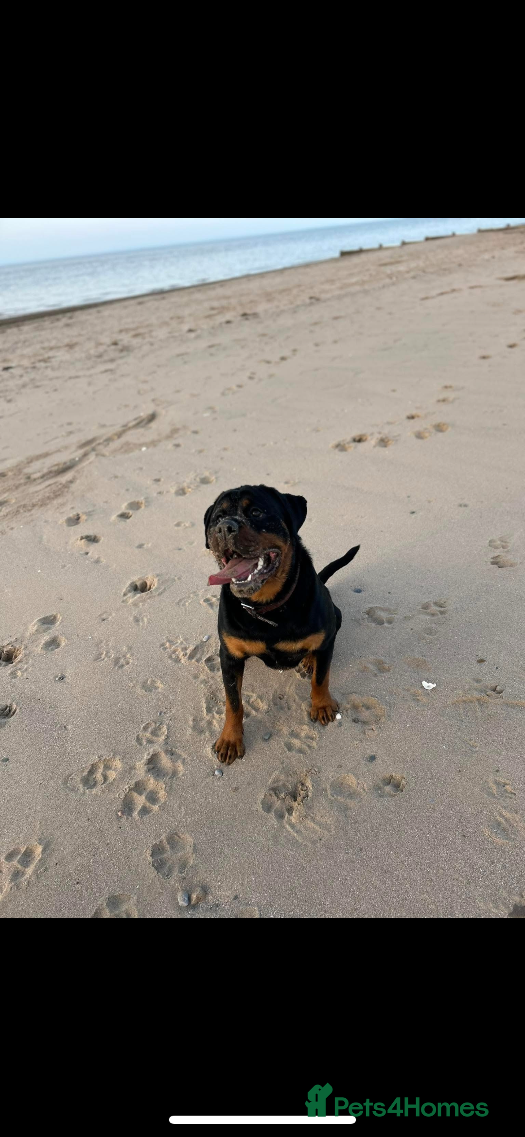 Rottweiler dogs for sale: Kc reg 22 month old Rottweiler male - Image 1
