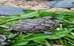 Tortoise reptiles for sale: Beautiful Baby Spur Thigh Tortoises  - Image 4