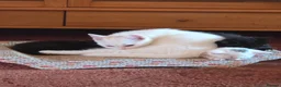 Mixed Breed cats for sale: 3, 12 week old kittens - Advert 6