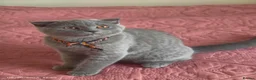 Scottish Fold cats for sale: 2 Lovely Scotish Fold Male Kittens  - Advert 14