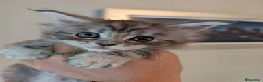 Maine Coon Kitten silver tabby girl