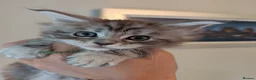 Maine Coon cats for sale: Ready soon. Tica Registered Maine coon Kittens  - Advert 25
