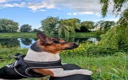 Jack Russell dogs for stud: For stud - Image 5