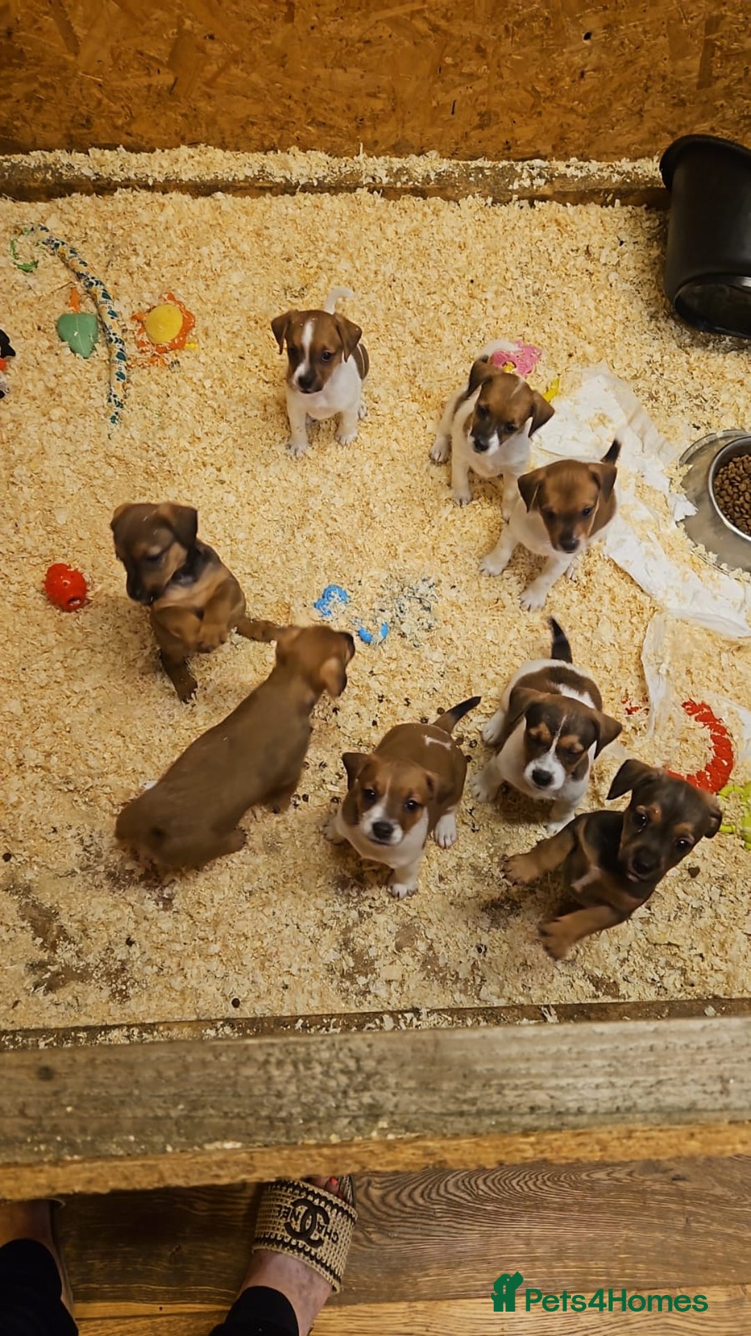 Mixed Breed dogs for sale: Boarder terrier x jack Russell  - Image 1