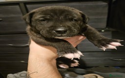 Mixed Breed dogs for sale: Cane corso x shar pei x staffy - Advert 1