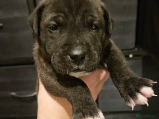 Mixed Breed dogs Cane corso x shar pei x staffy - Advert 15