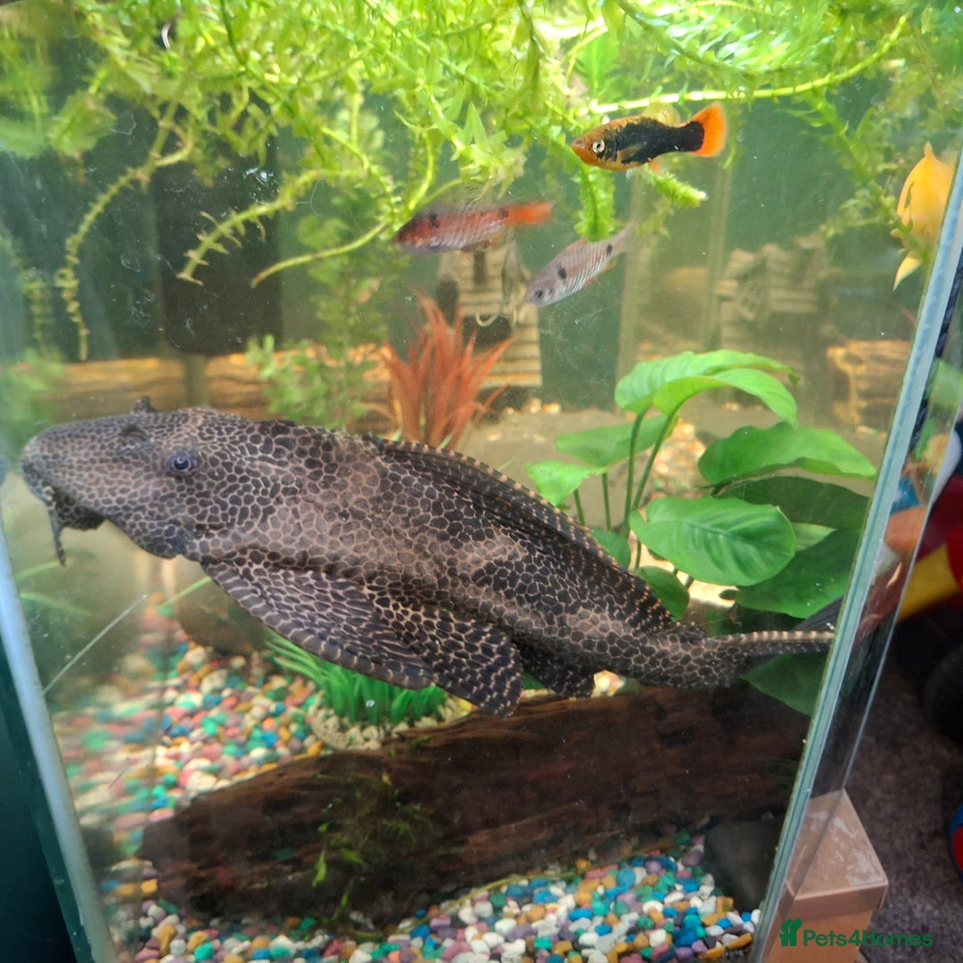 Plecos fish for sale: Large pleco - Image 3