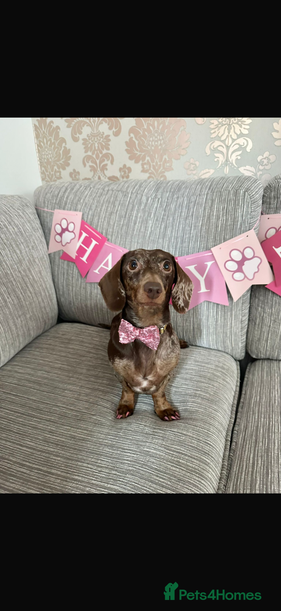 Miniature Dachshund dogs KC registered smooth haired mini dachshund puppies - Advert 11