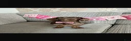 Miniature Dachshund dogs for sale: KC registered smooth haired mini dachshund puppies - Advert 1