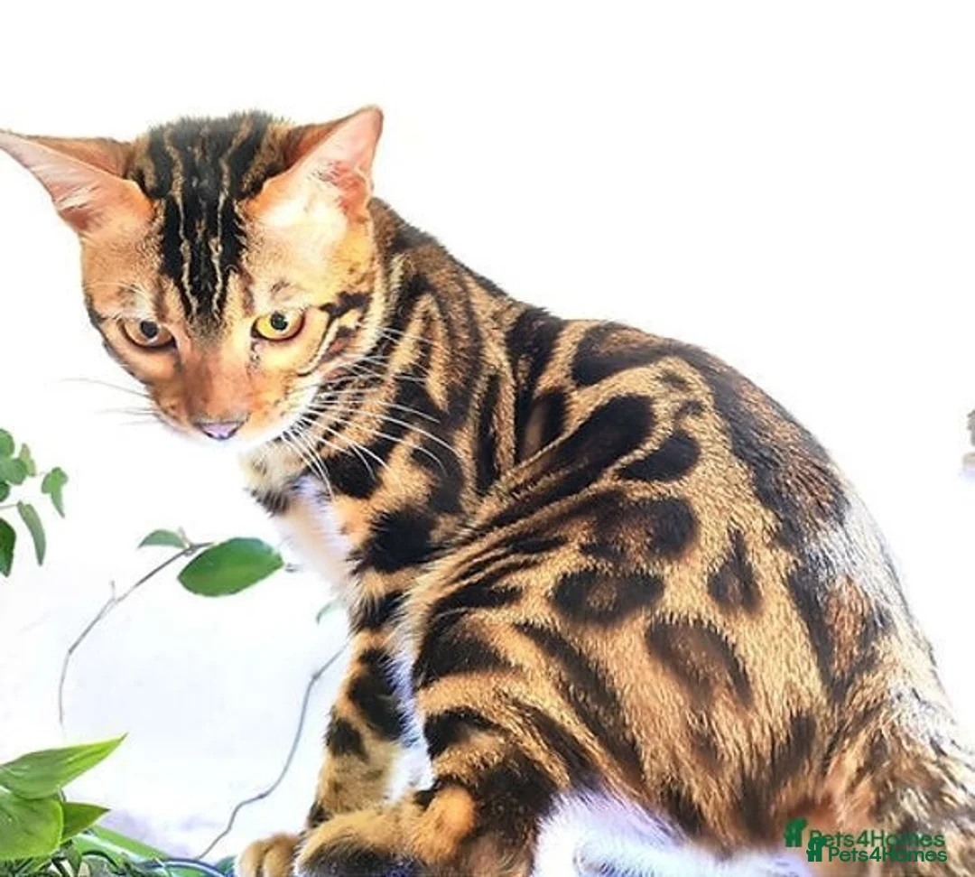 Bengal cats for stud: For Sale Amazing Temperament Clouded Bengal Stud  in Durham - Image 2