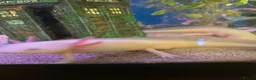 Axolotl reptiles for sale: 3 axolotls and tank for sale  in Manchester - Advert 6