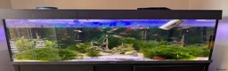 Cichlids fish for sale: Tank for sale in Northampton - Advert 4