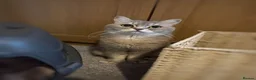 British Shorthair cats for sale: Blue British Shorthair Male Kitten  - Advert 8