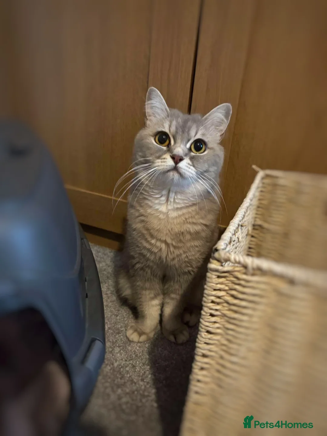 British Shorthair cats for sale: Blue British Shorthair Male Kitten  - Advert 8