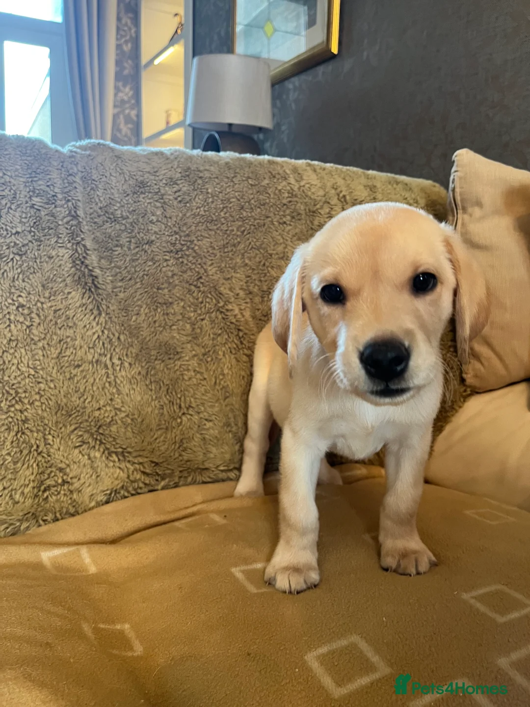 Labrador Retriever dogs for sale: Stunning Labrador pedigree puppies  - Advert 21