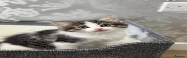 Ragdoll 1