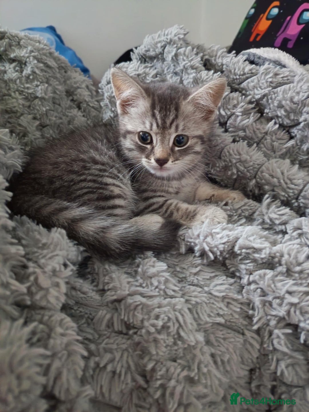British Shorthair cats for sale: Silver tipped British Shorthair kittens  - Image 12