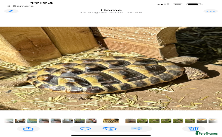 Hermann Tortoise reptiles - Advert 1