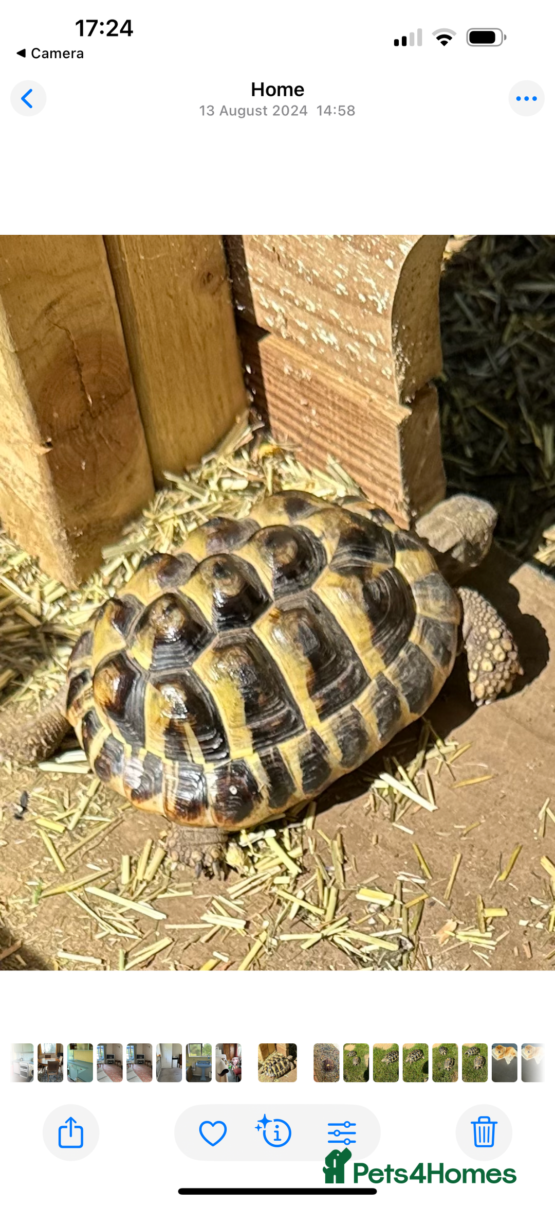 Hermann Tortoise reptiles for sale: Hermann Tortoises - Image 1