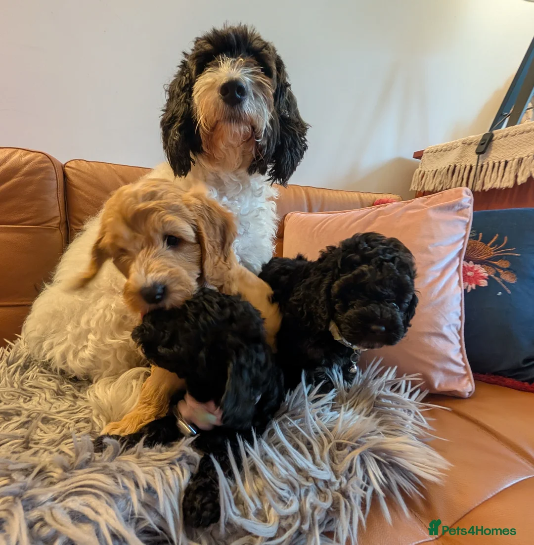 Cockapoo dogs for sale: F2 Cockapoos  in Manchester - Advert 11