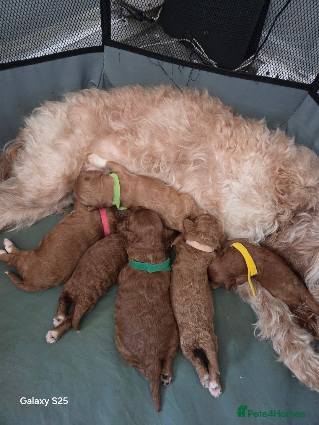 Cavapoo dogs for sale: Minature cavapoos - Advert 5