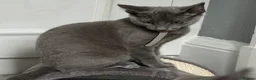 Russian Blue cats for sale: Russian Blue Kittens  - Advert 10